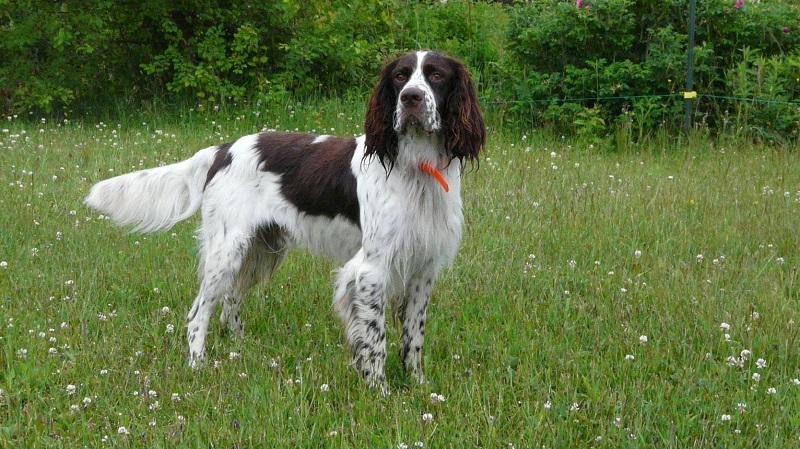 L’Epagneul Français descend des chiens d’Oysel, utilisés pour la chasse à l’oiseau au Moyen Âge.