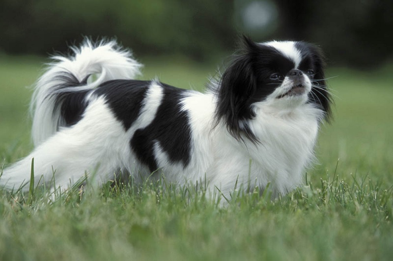 L’Epagneul Japonais, aussi appelé Chin, est un petit chien qui aurait des origines chinoises ou coréennes.