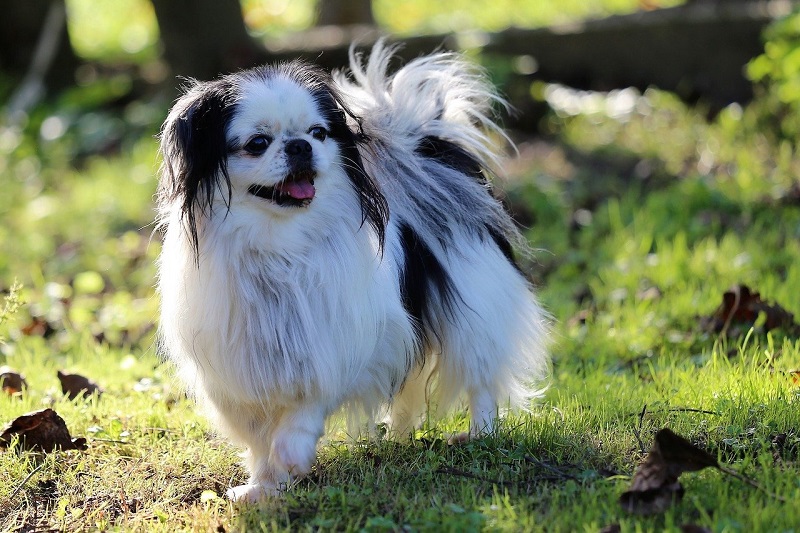 L’Epagneul Japonais, aussi appelé Chin, est un petit chien qui aurait des origines chinoises ou coréennes.