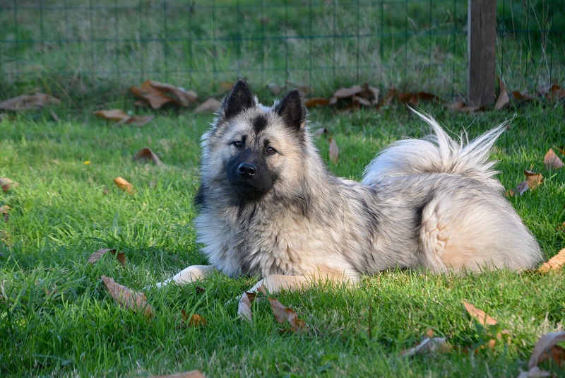 L’Eurasier est une race de chien créée dans les années 1960 en Allemagne, par le croisement d’un Chow Chow, d’un Spitz loup et d’un Samoyède.