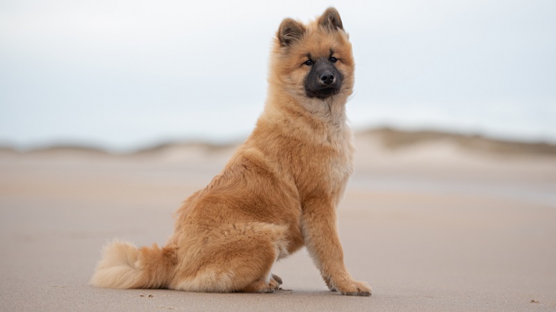 L’Eurasier est une race de chien créée dans les années 1960 en Allemagne, par le croisement d’un Chow Chow, d’un Spitz loup et d’un Samoyède.