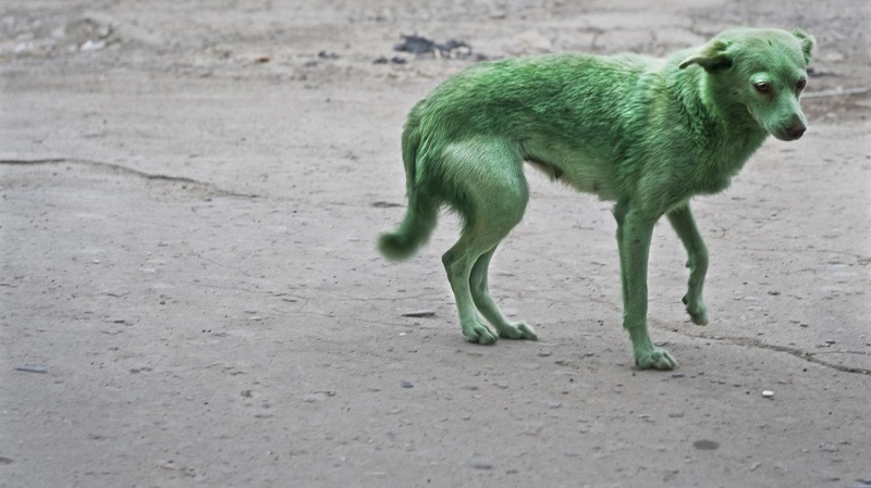 La maltraitance animale peut se définir comme tout acte ou omission qui cause un dommage, une souffrance ou une mort inutile à un animal.