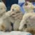 La naissance de trois lionceaux blancs dans un zoo vénézuélien est un événement exceptionnel, qui témoigne de la beauté et de la fragilité de cette variété rare de lions.