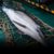 La pêche hivernale dans le golfe de Gascogne est une source de mortalité importante pour les dauphins, qui se retrouvent pris accidentellement dans les filets des navires.