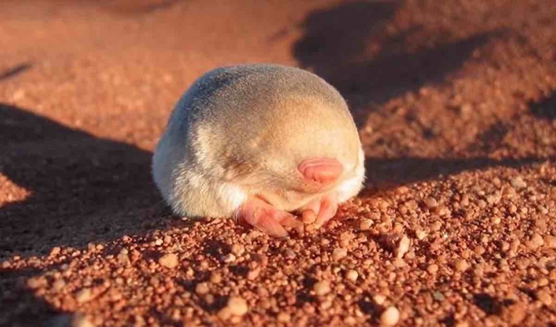 La taupe dorée de De Winton est un petit mammifère qui vit sous le sable des plages du nord-ouest de l’Afrique du Sud. 