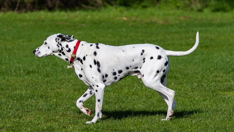 Le Dalmatien est une race de chien originaire de la région de Dalmatie, en Croatie. Il a été utilisé comme chien de chasse, de carrosse et de compagnie.