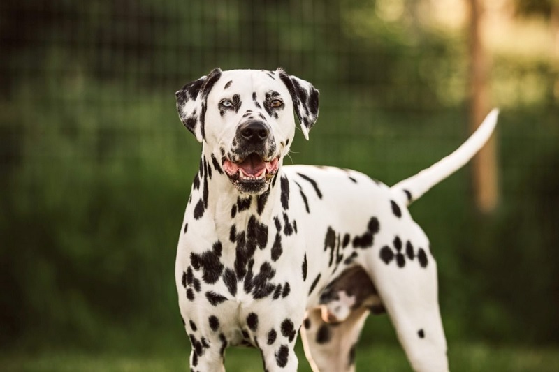 Le Dalmatien est une race de chien originaire de la région de Dalmatie, en Croatie. Il a été utilisé comme chien de chasse, de carrosse et de compagnie.