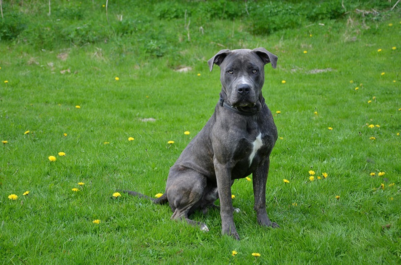 Le Dogo Canario est un chien de type molossoïde, originaire des îles Canaries, notamment de Tenerife et de la Grande Canarie.