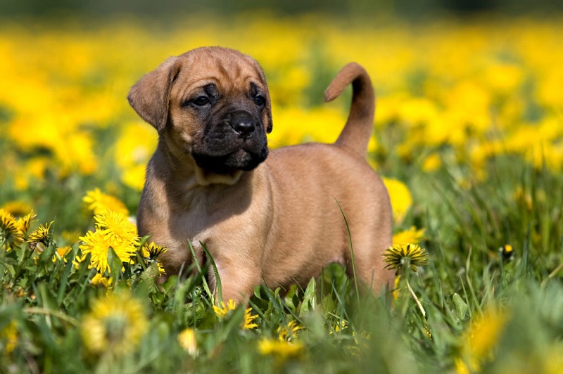 Le Dogo Canario est un chien de type molossoïde, originaire des îles Canaries, notamment de Tenerife et de la Grande Canarie.