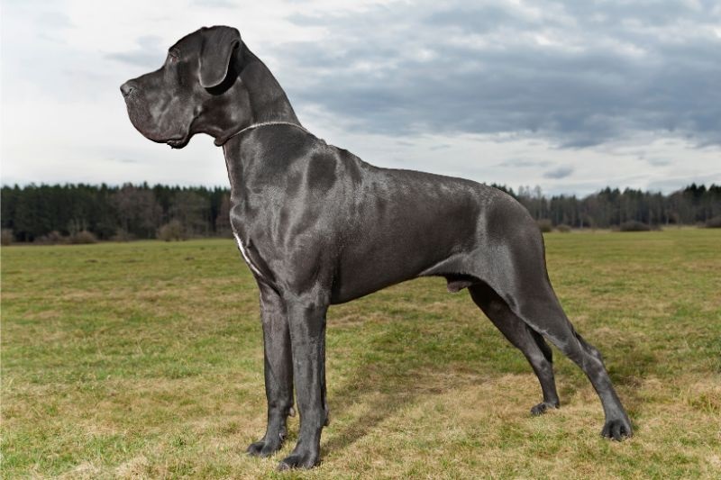Le Dogue Allemand est une race de chien qui provient d’Allemagne, où il était utilisé pour la chasse au gros gibier et le combat contre les taureaux.