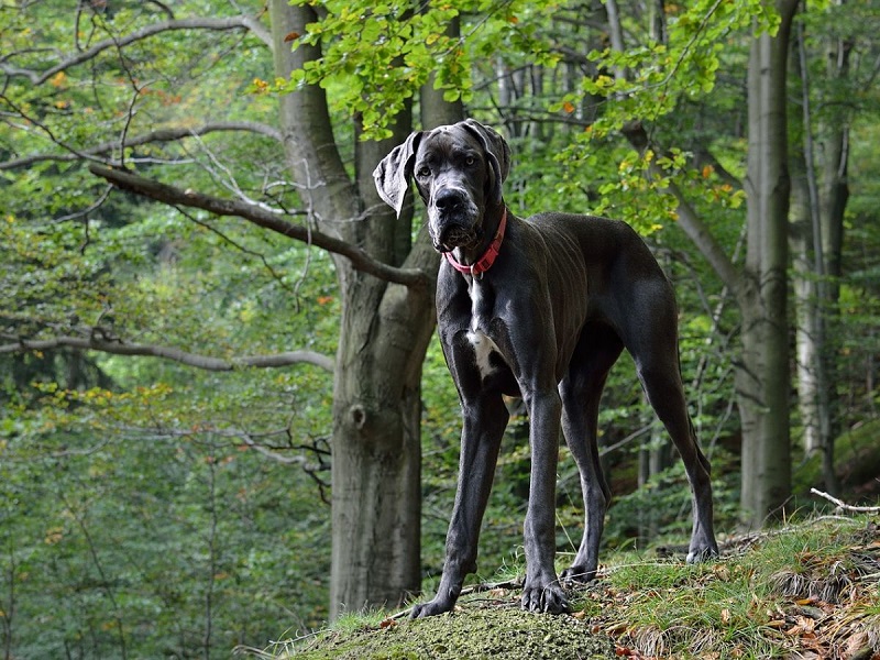 Le Dogue Allemand est une race de chien qui provient d’Allemagne, où il était utilisé pour la chasse au gros gibier et le combat contre les taureaux.