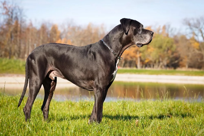 Le Dogue Allemand est une race de chien qui provient d’Allemagne, où il était utilisé pour la chasse au gros gibier et le combat contre les taureaux. I