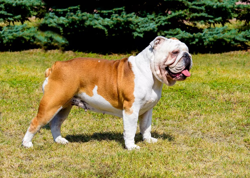 Le Dogue Anglais, aussi appelé Mastiff, est une race très ancienne qui remonte à l’époque des Romains.
