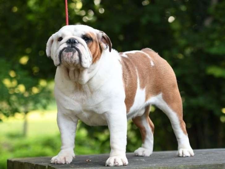 Le Dogue Anglais, aussi appelé Mastiff, est une race très ancienne qui remonte à l’époque des Romains.