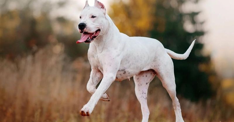 Le Dogue Argentin a été créé en Argentine au début du XXe siècle par les frères Antonio et Agustín Nores Martinez