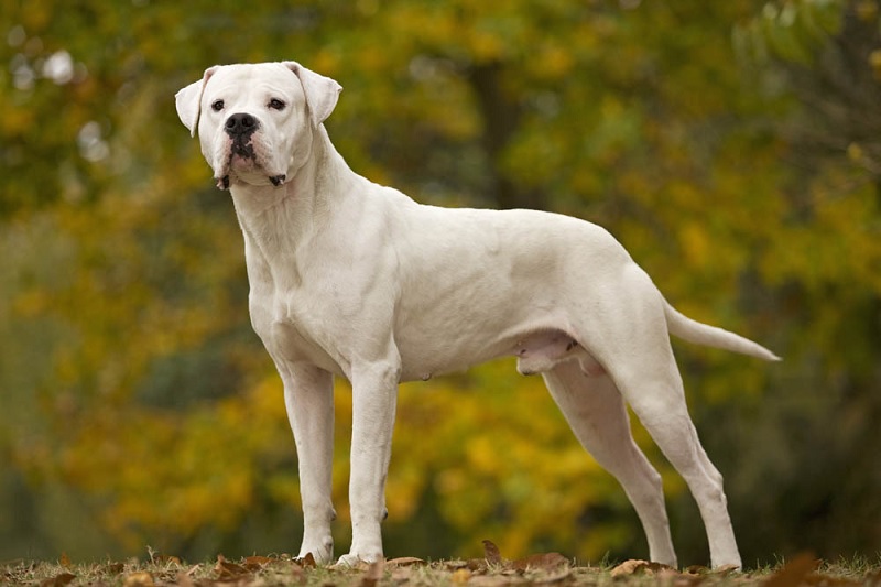 Le Dogue Argentin a été créé en Argentine au début du XXe siècle par les frères Antonio et Agustín Nores Martinez