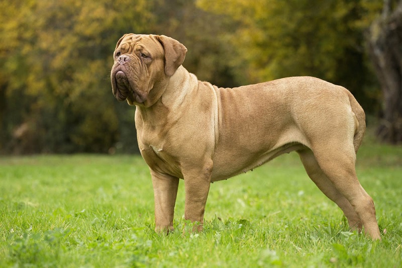 Le Dogue de Bordeaux est l’une des plus anciennes races canines françaises. Il descendrait du chien d’Aquitaine, un molosse utilisé pour le combat et la chasse au gros gibier. 