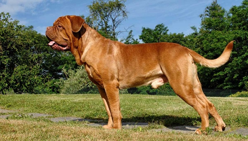 Le Dogue de Bordeaux est l’une des plus anciennes races canines françaises. Il descendrait du chien d’Aquitaine, un molosse utilisé pour le combat et la chasse au gros gibier. 