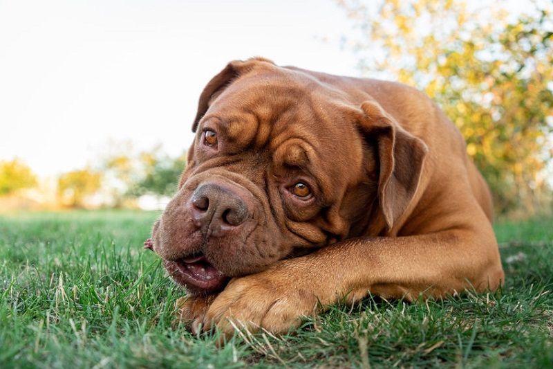 Le Dogue de Bordeaux est l’une des plus anciennes races canines françaises. Il descendrait du chien d’Aquitaine, un molosse utilisé pour le combat et la chasse au gros gibier. 