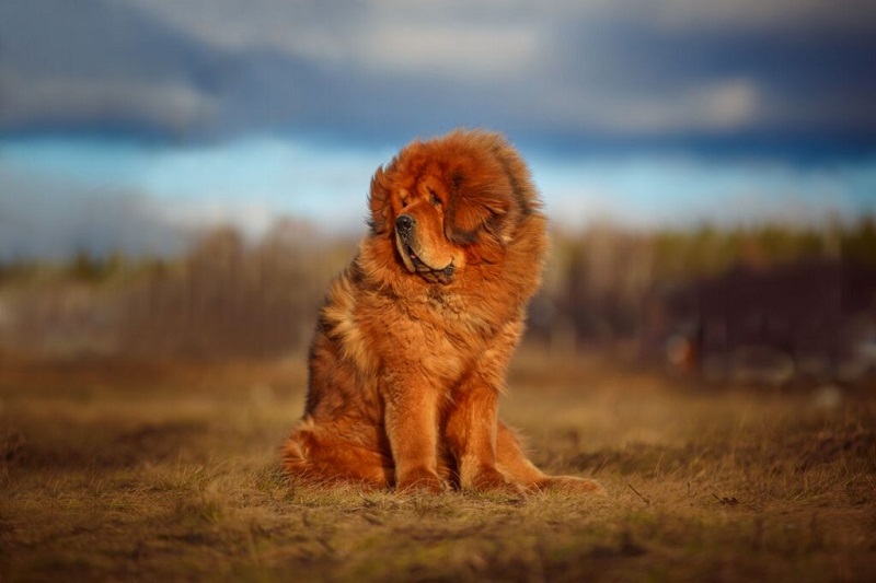 Le Dogue du Tibet est une race de chien de travail d’origine ancienne, employée par les bergers nomades de l’Himalaya.