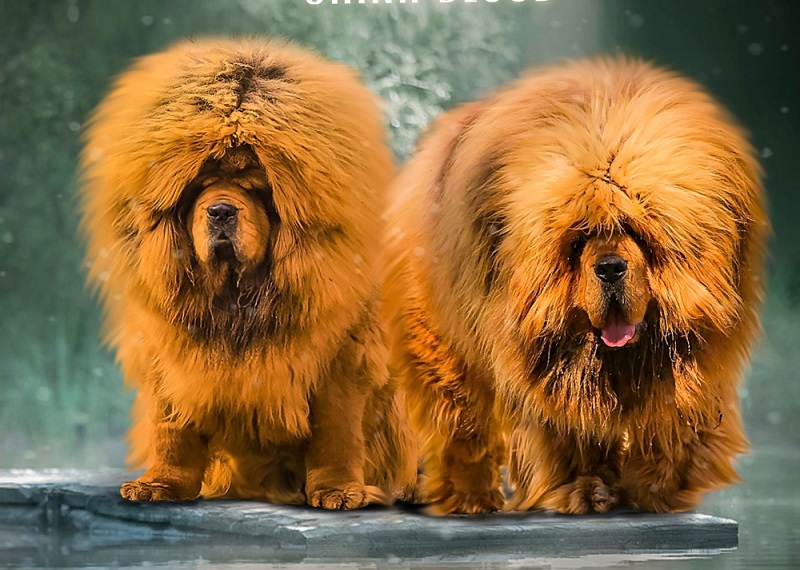 Le Dogue du Tibet est une race de chien de travail d’origine ancienne, employée par les bergers nomades de l’Himalaya.