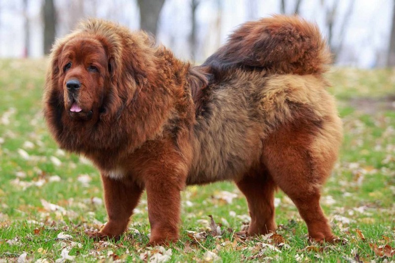 Le Dogue du Tibet est une race de chien de travail d’origine ancienne, employée par les bergers nomades de l’Himalaya.