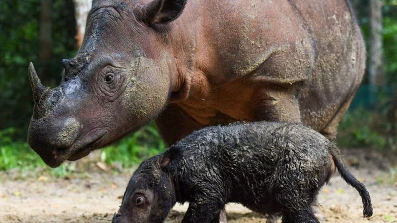 Le rhinocéros de Sumatra est le plus petit et le plus rare des cinq espèces de rhinocéros existantes. Il est classé en danger critique d’extinction