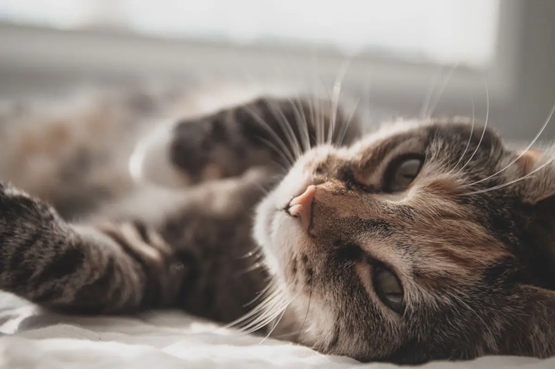 Le ronronnement est un son caractéristique des chats, qui exprime leurs émotions et leurs besoins. Mais comment et pourquoi les chats ronronnent-ils ?