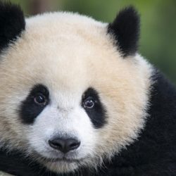 Les pandas sont des animaux fascinants, qui attirent l'attention par leur pelage bicolore. Mais pourquoi les pandas sont-ils noir et blanc ?
