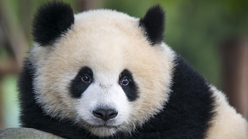 Les pandas sont des animaux fascinants, qui attirent l'attention par leur pelage bicolore. Mais pourquoi les pandas sont-ils noir et blanc ?