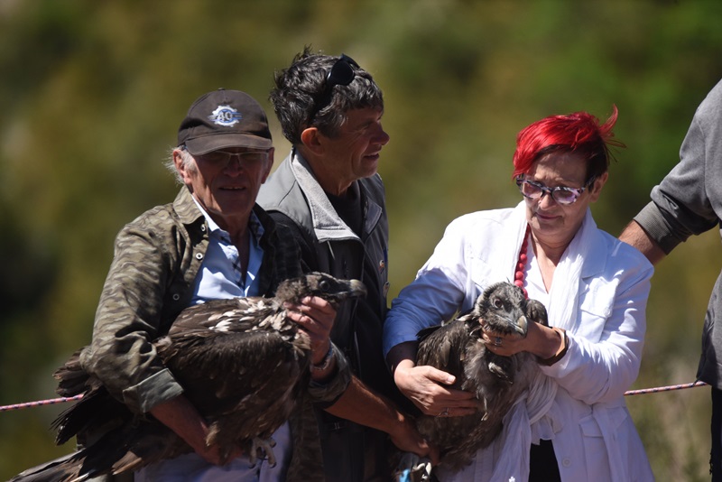 Un éleveur de brebis de la Drôme a été condamné à six mois de prison avec sursis pour avoir abattu deux rapaces en voie d’extinction, le 31 décembre 2022.