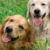 quelques signes qui peuvent vous aider à reconnaître un chien heureux