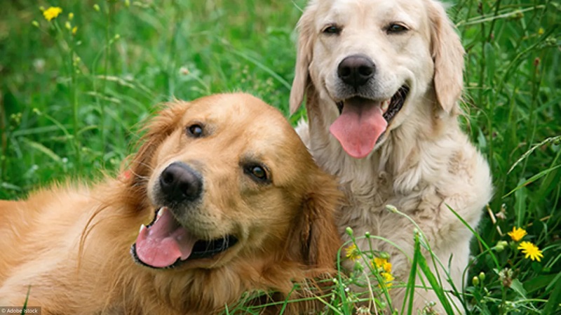 quelques signes qui peuvent vous aider à reconnaître un chien heureux