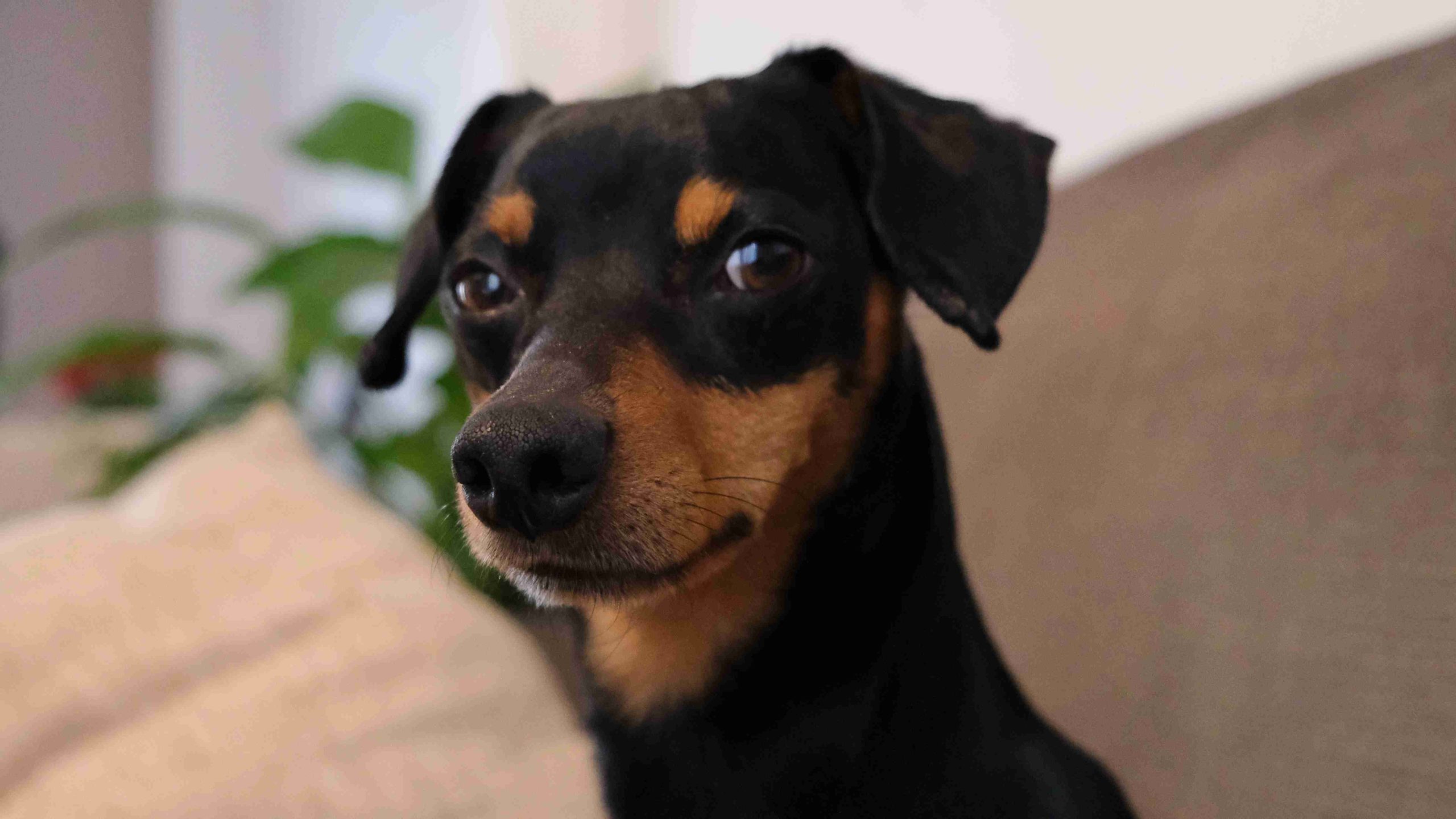 Pinscher mâle pour saillie