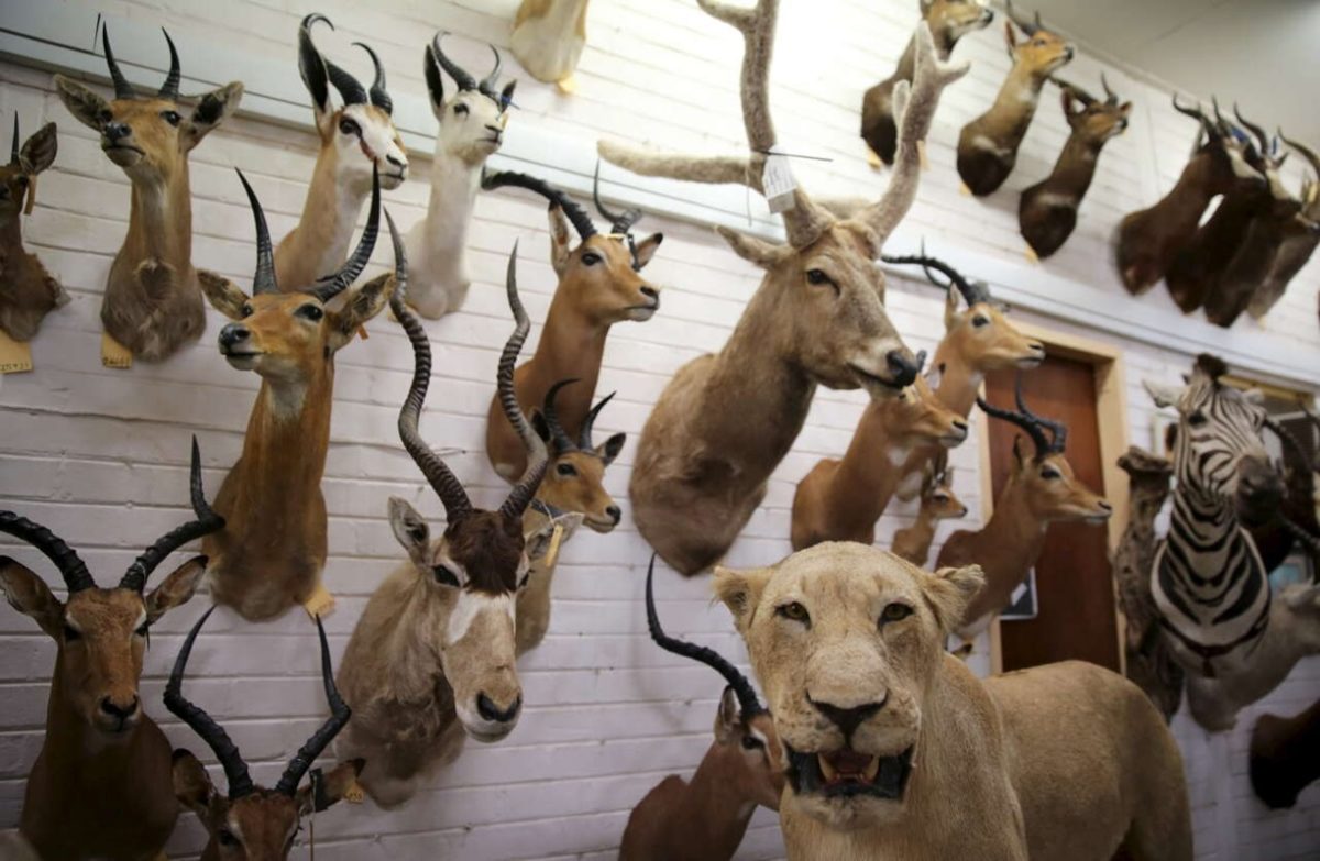 Interdiction de la chasse au trophées