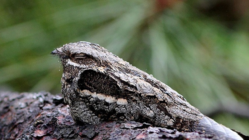 Le camouflage est une stratégie de survie utilisée par de nombreux animaux, y compris les oiseaux.