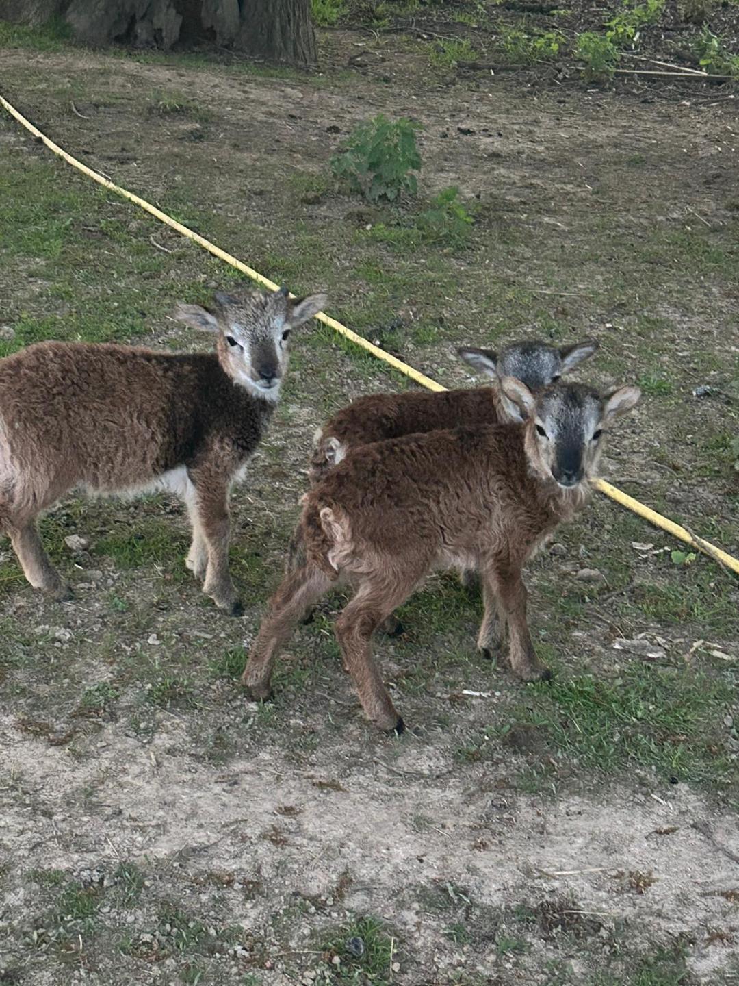 soay1