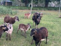 soay3