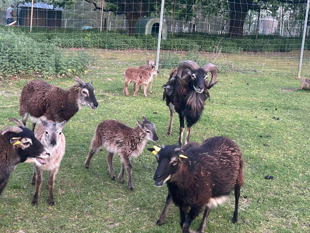 soay3