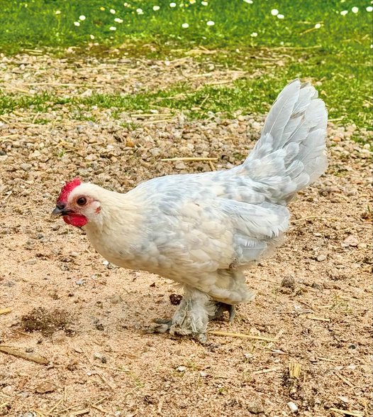 coq sabelpoot 5