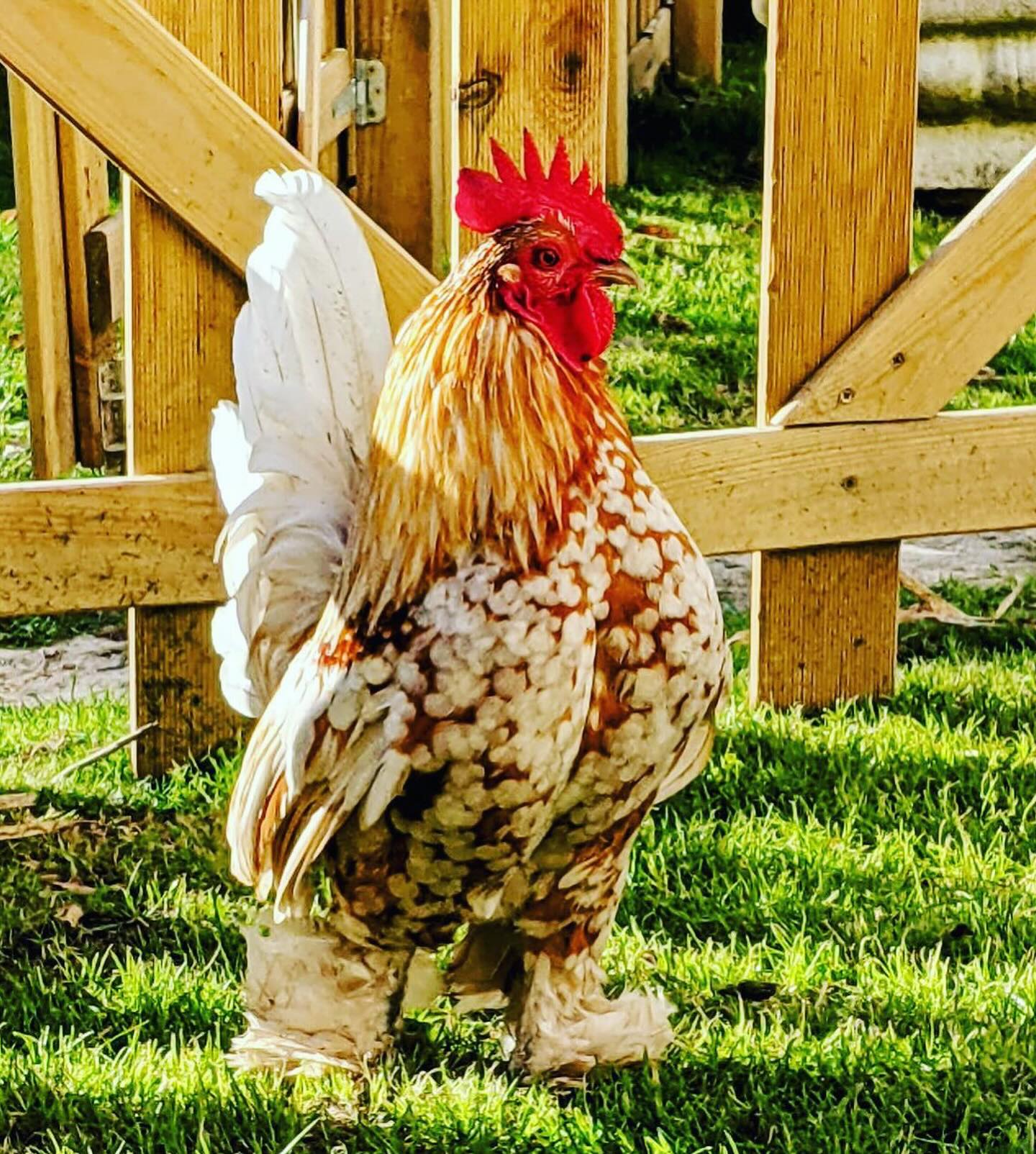 coq sabelpoot 8