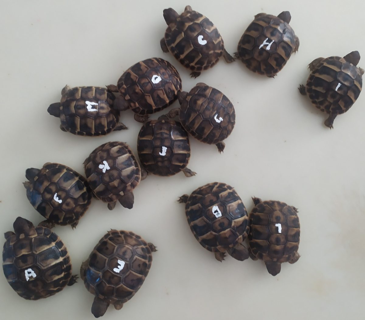 tortues 2