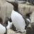 Effondrement massif des guillemots de Troïl