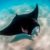 Les requins et les raies connaissent un déclin dramatique