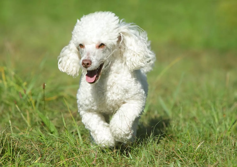 Caniche