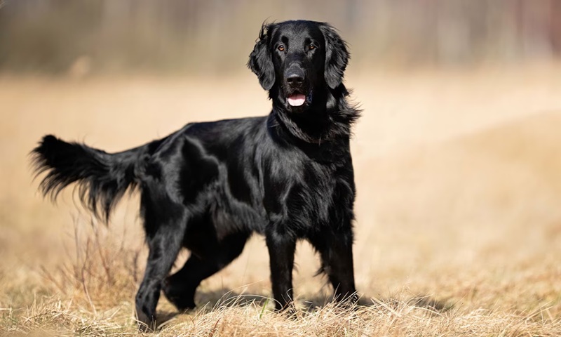 Flat-Coated Retriever