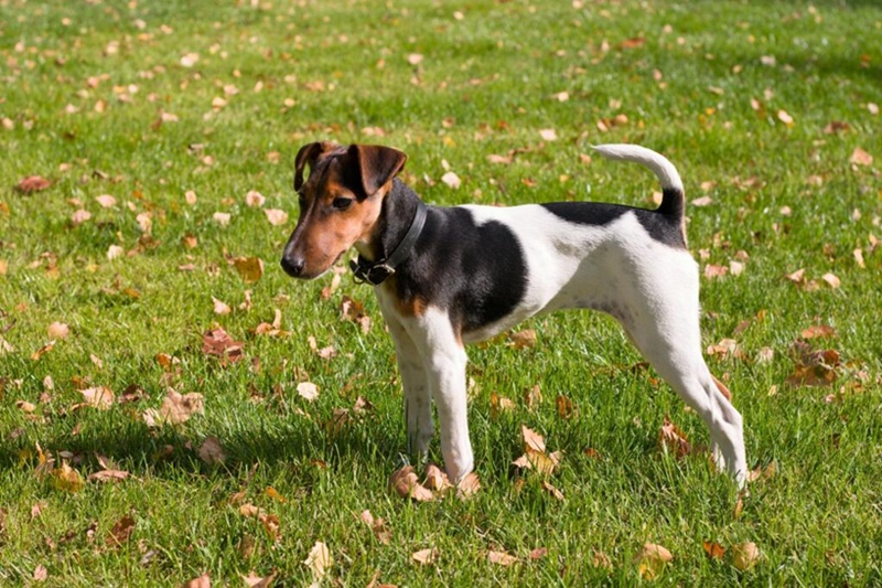 Fox-Terrier à poil lisse