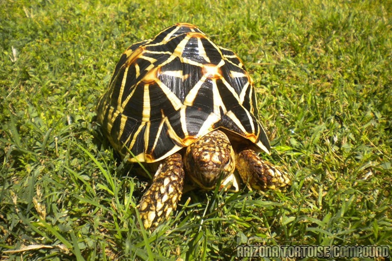 Geochelone Elegans