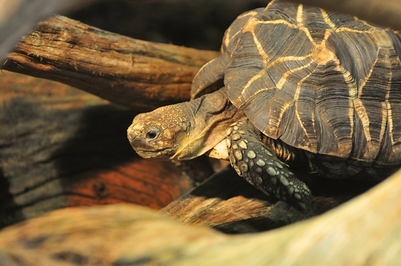Geochelone Platynota