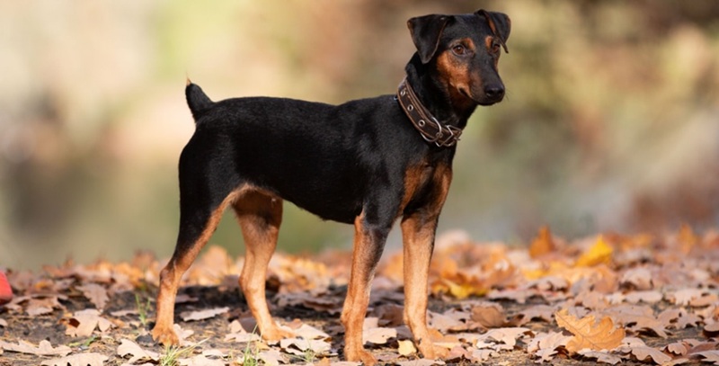 Jagd Terrier japonais